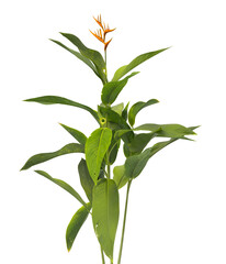 Heliconia metallica Plant isolated on transparent background. shining bird of paradise plant isolated on transparent background. Plant leaves PNG. decorative house plant isolated PNG.