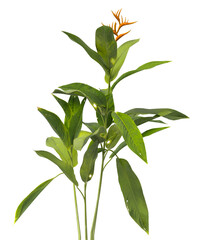 Heliconia metallica Plant isolated on transparent background. shining bird of paradise plant isolated on transparent background. Plant leaves PNG. decorative house plant isolated PNG.