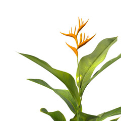 Heliconia metallica Plant isolated on transparent background. shining bird of paradise plant isolated on transparent background. Plant leaves PNG. decorative house plant isolated PNG.