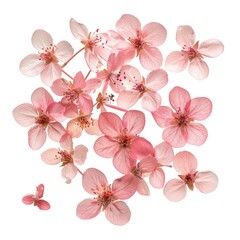Delicate, light pink blossoms scattered, isolated on white