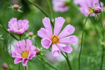 Fototapeta premium コスモス Cosmos
