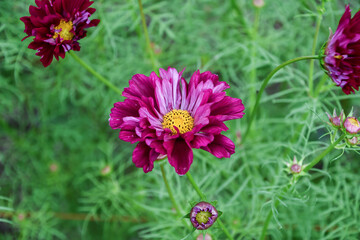 Obraz premium コスモス Cosmos