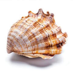 Obraz premium Close-up of a seashell, intricate patterns (1)