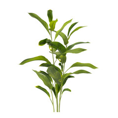 Heliconia metallica Plant isolated on transparent background. shining bird of paradise plant isolated on transparent background. Plant leaves PNG. decorative house plant isolated PNG.
