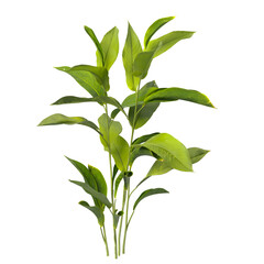 Heliconia metallica Plant isolated on transparent background. shining bird of paradise plant isolated on transparent background. Plant leaves PNG. decorative house plant isolated PNG.