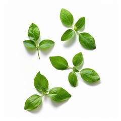 Fresh basil leaves arranged on white background (1)