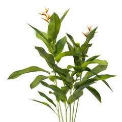 Heliconia metallica Plant isolated on transparent background. shining bird of paradise plant isolated on transparent background. Plant leaves PNG. decorative house plant isolated PNG.