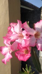 Beautiful pink desert rose flower blooming in sunlight