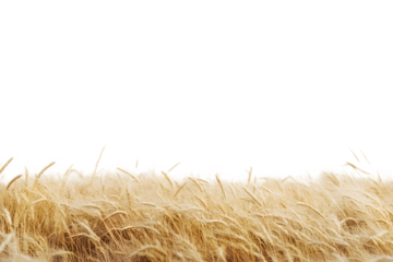 A serene golden wheat field under a clear sky, depicting the beauty of nature and agriculture
