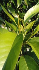 New Growth on an Avocado Tree