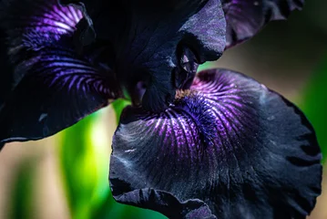 Fotobehang Iris purple iris flower  © Justice