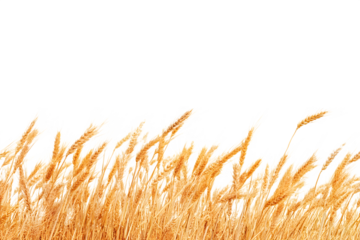 A serene golden wheat field under a clear sky, depicting the beauty of nature and agriculture
