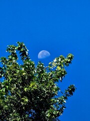 Daytime Moon Above Green Tree Branches