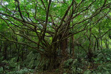 Naklejka premium 石灰岩の上に根を下ろしたハマイヌビワの大木