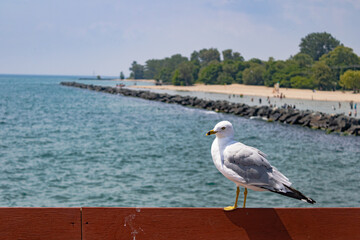 Seagull in Toronto beach