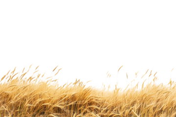 A serene golden wheat field under a clear sky, depicting the beauty of nature and agriculture
