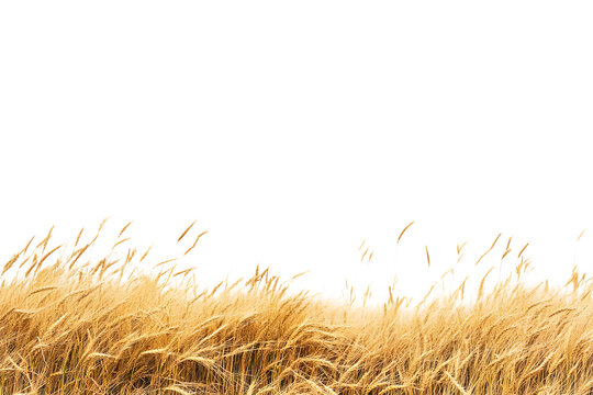 A serene golden wheat field under a clear sky, depicting the beauty of nature and agriculture
