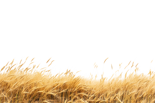 A serene golden wheat field under a clear sky, depicting the beauty of nature and agriculture
