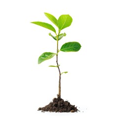 Young plant sprout in soil against white