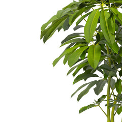 Heptapleurum heptaphyllum Plant PNG isolated on Transparent background. Araliaceae plant isolated on Transparent background. Plant leaves isolated. decorative house plant isolated on white background.