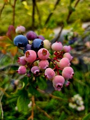 Ripening Blueberries on Branch Close-Up