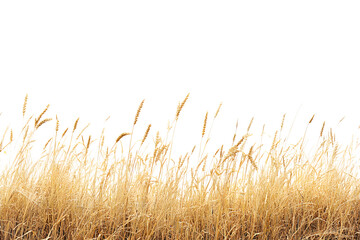A serene golden wheat field under a clear sky, depicting the beauty of nature and agriculture
