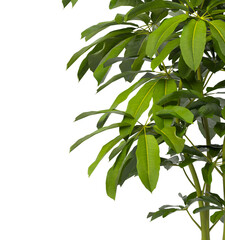 Heptapleurum heptaphyllum Plant PNG isolated on Transparent background. Araliaceae plant isolated on Transparent background. Plant leaves isolated. decorative house plant isolated on white background.