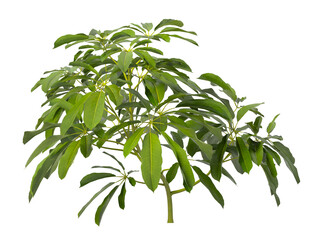 Heptapleurum heptaphyllum Plant PNG isolated on Transparent background. Araliaceae plant isolated on Transparent background. Plant leaves isolated. decorative house plant isolated on white background.