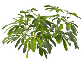 Heptapleurum heptaphyllum Plant PNG isolated on Transparent background. Araliaceae plant isolated on Transparent background. Plant leaves isolated. decorative house plant isolated on white background.