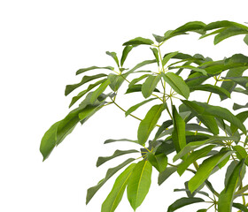 Heptapleurum heptaphyllum Plant PNG isolated on Transparent background. Araliaceae plant isolated on Transparent background. Plant leaves isolated. decorative house plant isolated on white background.