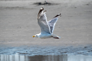 Seagull Bird in Flight Taking Off from Beach Sand Action Shot