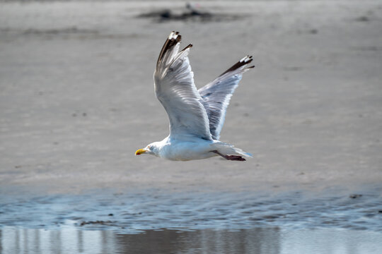 Seagull Bird in Flight Taking Off from Beach Sand Action Shot