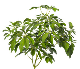 Heptapleurum heptaphyllum Plant PNG isolated on Transparent background. Araliaceae plant isolated on Transparent background. Plant leaves isolated. decorative house plant isolated on white background.