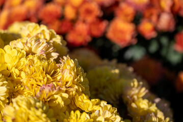 Yellow and Orange Chrysanthemum Mums Flowers Close-Up Fall Blooms