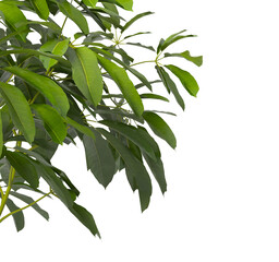 Heptapleurum heptaphyllum Plant PNG isolated on Transparent background. Araliaceae plant isolated on Transparent background. Plant leaves isolated. decorative house plant isolated on white background.