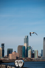 Seagull Flying Over City Skyline with Modern Skyscrapers Below