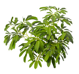 Heptapleurum heptaphyllum Plant PNG isolated on Transparent background. Araliaceae plant isolated on Transparent background. Plant leaves isolated. decorative house plant isolated on white background.