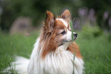Portrait of a beautiful purebred papillon dog in a summer park.
