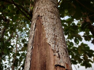 Big tree on the mountain