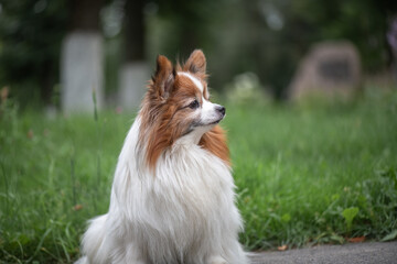 Portrait of a beautiful purebred papillon dog in a summer park.