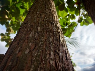 Big tree on the mountain