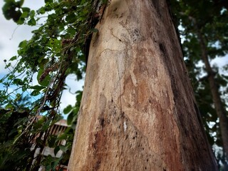 Big tree on the mountain