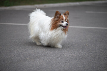 Portrait of a beautiful purebred papillon dog in a summer park.