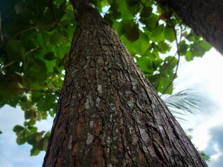 Big tree on the mountain