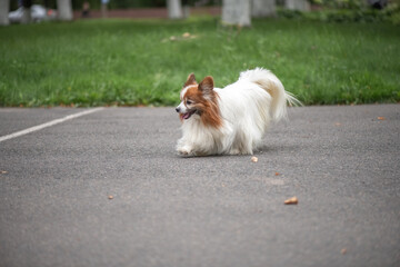 Portrait of a beautiful purebred papillon dog in a summer park.