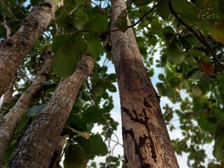 Big tree on the mountain