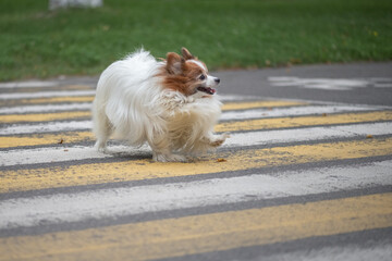 Portrait of a beautiful purebred papillon dog in a summer park.