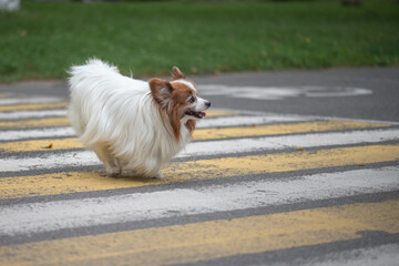 Portrait of a beautiful purebred papillon dog in a summer park.