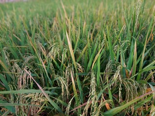 Rice plants when ready to harvest