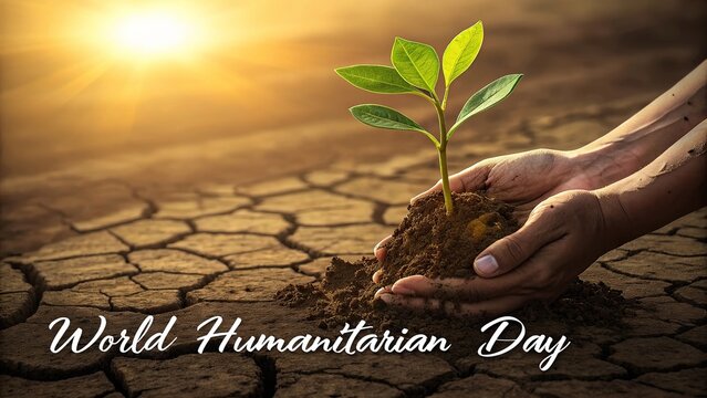 World Humanitarian Day, Hands planting a fresh green sapling in cracked dry barren soil.
